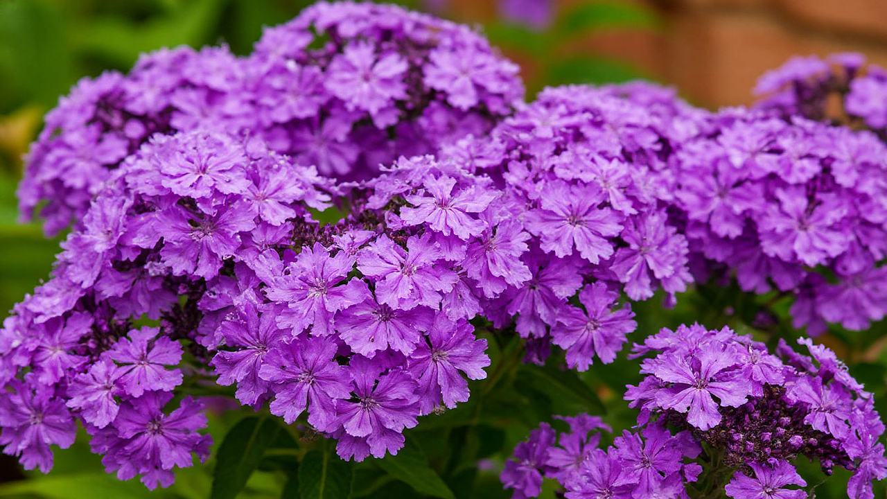 Главная картинка новости: Этот дивный многолетник - королева сада: цветет красивыми лиловыми гроздьями и пахнет свежим медом на всю округу