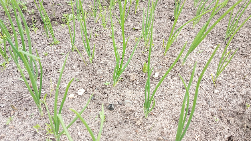Главная картинка новости: Получаю лук размером с яблоко благодаря дедовскому способу: 7 правил посадки в мае гарантируют большой урожай