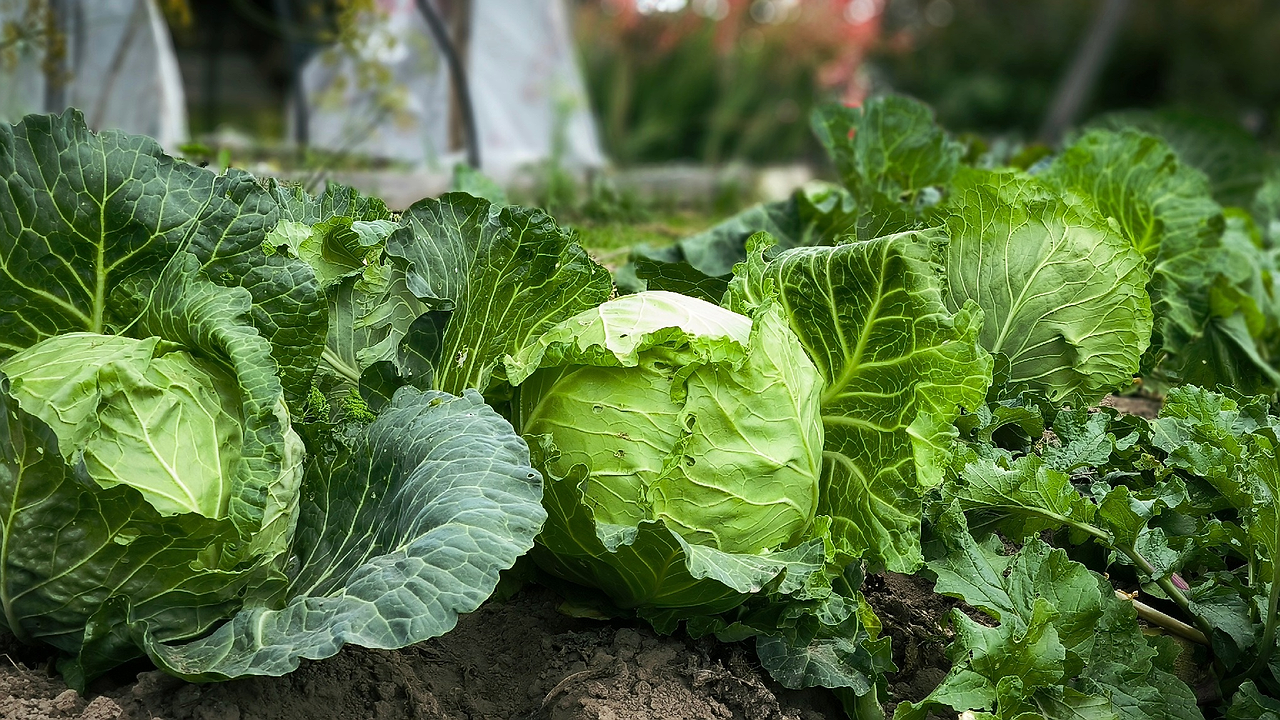 Главная картинка новости: 1 стакан на ведро — и капуста вырастет размером с арбуз: кочаны будут крепкими и сочными — мощная подкормка