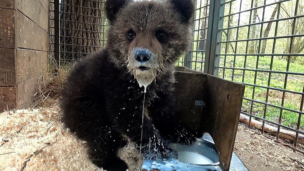 Главная картинка новости: Кира из Коми: осиротевшая медведица обрела дом и имя в Центре спасения медвежат