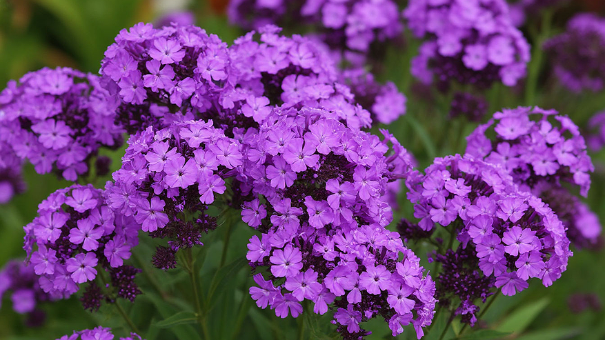 Главная картинка новости: Этот дивный многолетник - королева сада: цветет красивыми лиловыми гроздьями и пахнет свежим медом на весь поселок