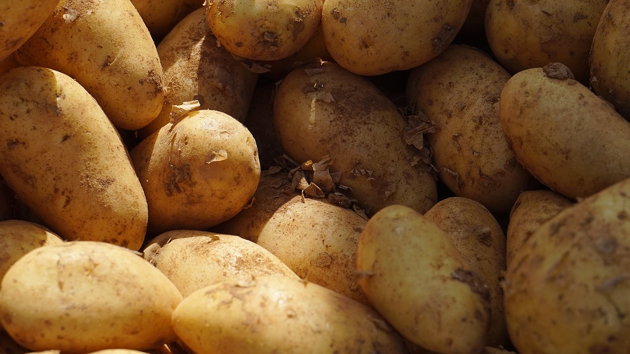 Главная картинка новости: Чем подкормить картофель для крупных клубней? Объявлены 3 лучших удобрения и сроки