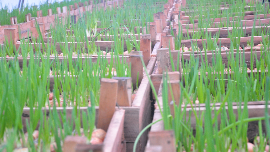 Главная картинка новости: Получаю лук размером с яблоко благодаря дедовскому способу: всего 7 правил посадки в мае гарантируют отборный урожай