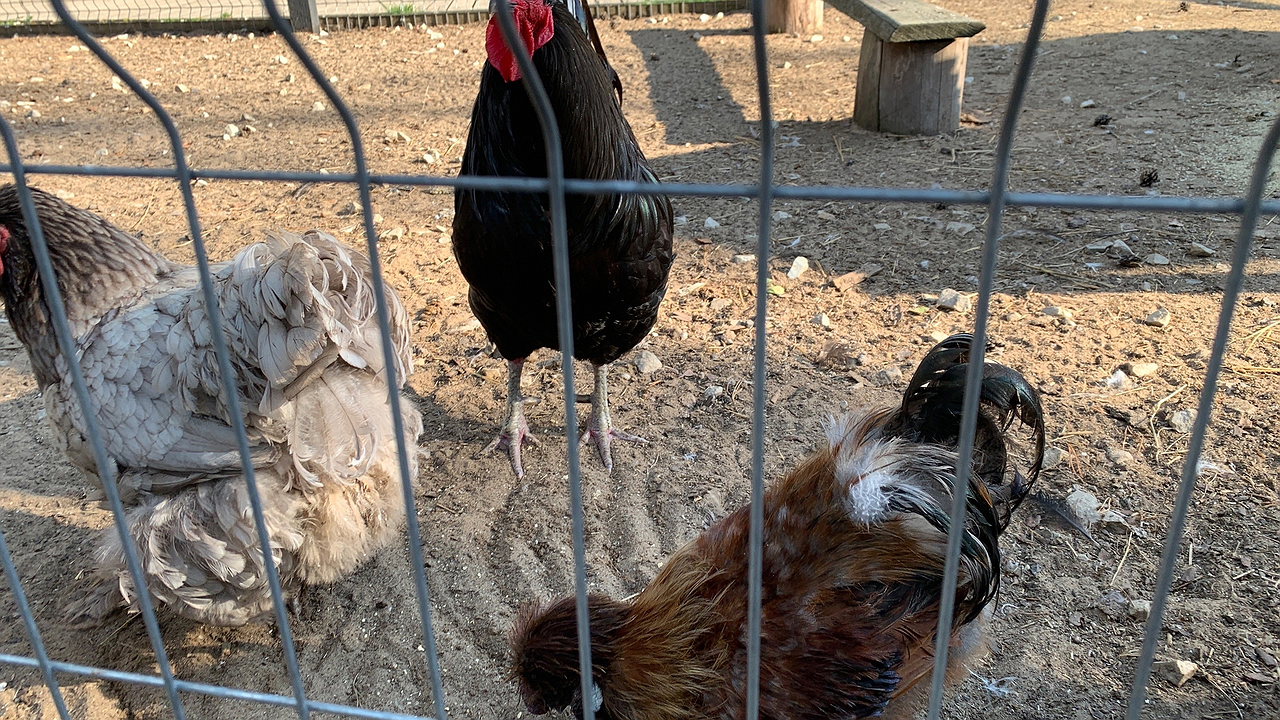 Главная картинка новости: Одна обработка – и курятник очищен от клещей и блох: несушки счастливы и довольны – аптечное средство за копейки