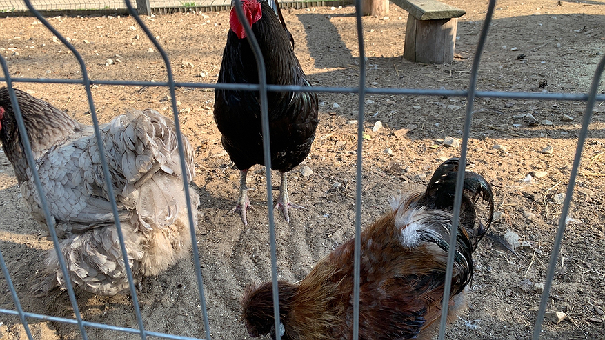 Главная картинка новости: Одна обработка – и курятник очищен от клещей и блох: несушки счастливы и довольны – аптечное средство за копейки