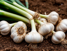 До 2 июня чесноку — непременно: 40 мл в воду — и головки вырастут размером с арбуз, крупными, ядреными и сочными
