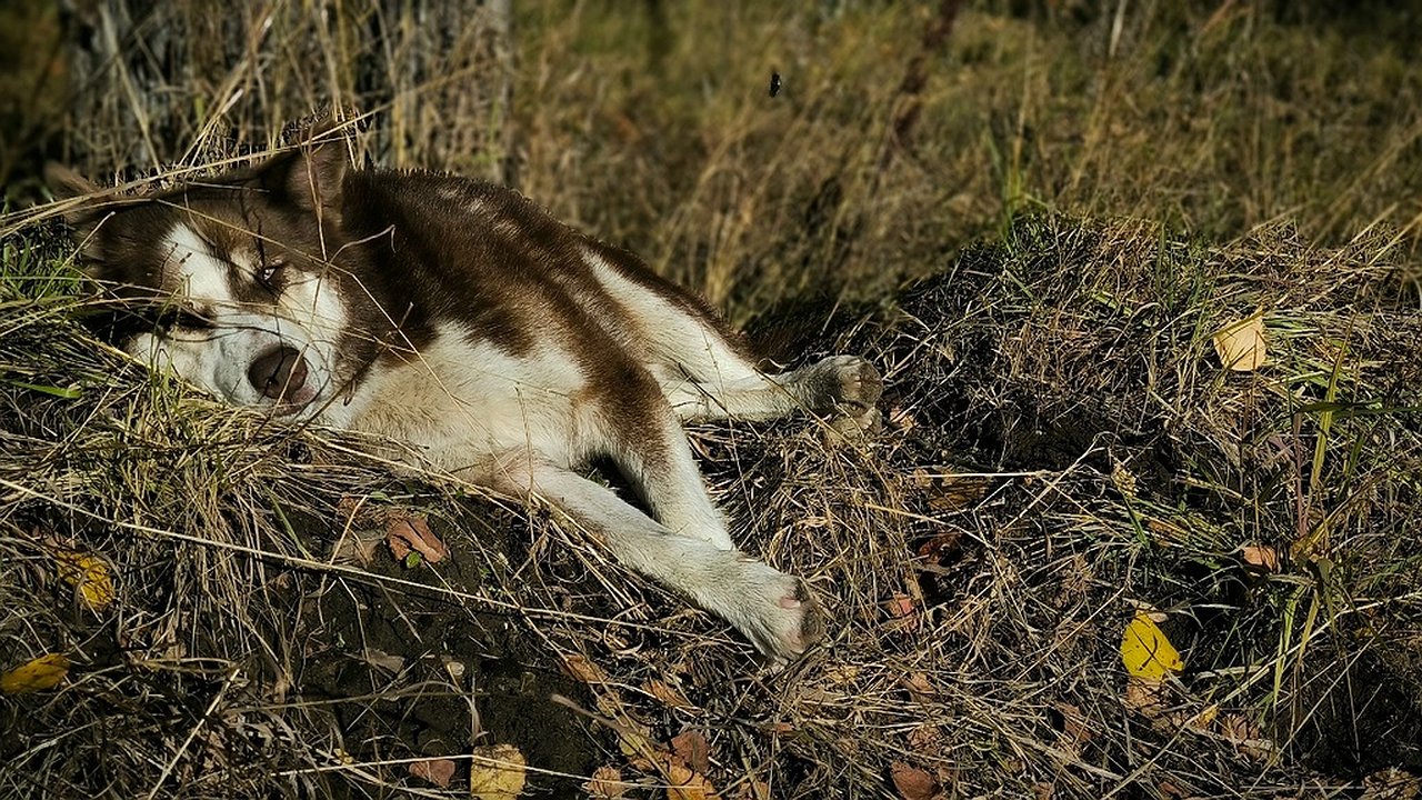 Главная картинка новости: Коми выделяет 2,5 миллиона рублей на решение проблемы бездомных животных