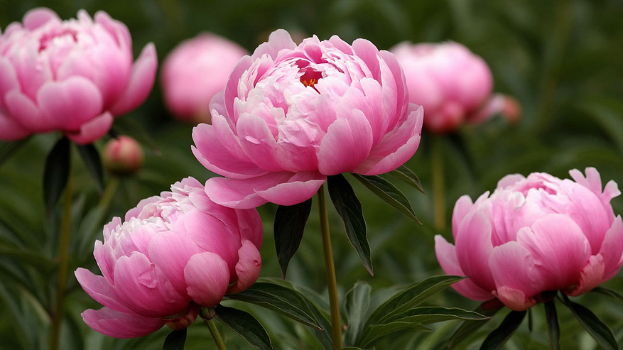 Главная картинка новости: Для мощных шапок пионам — первым делом: 5 ложек в грунт — и бутоны будут лезть без передышки, аромат на 1 км в округе