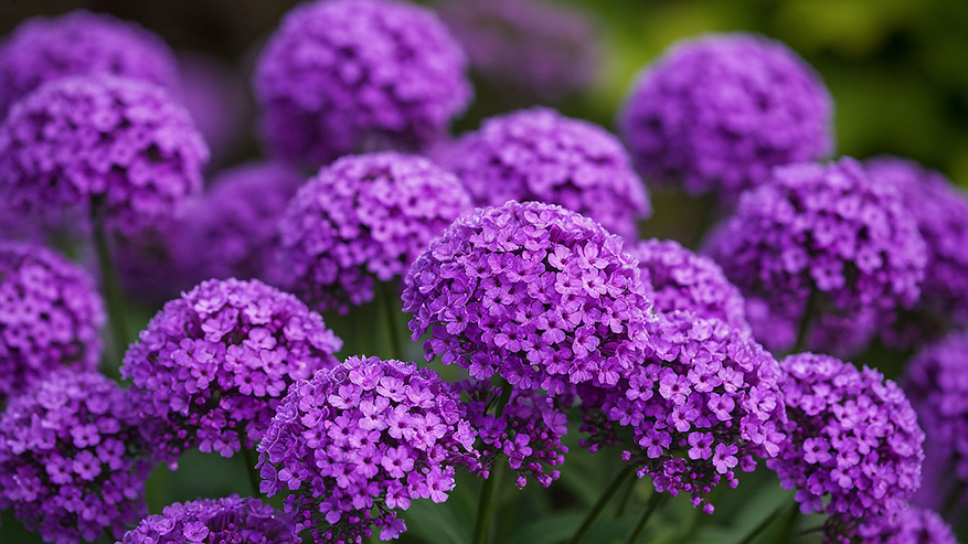 Главная картинка новости: Этот дивный многолетник - королева сада: цветет большими лиловыми гроздьями и пахнет свежим медом на всю округу