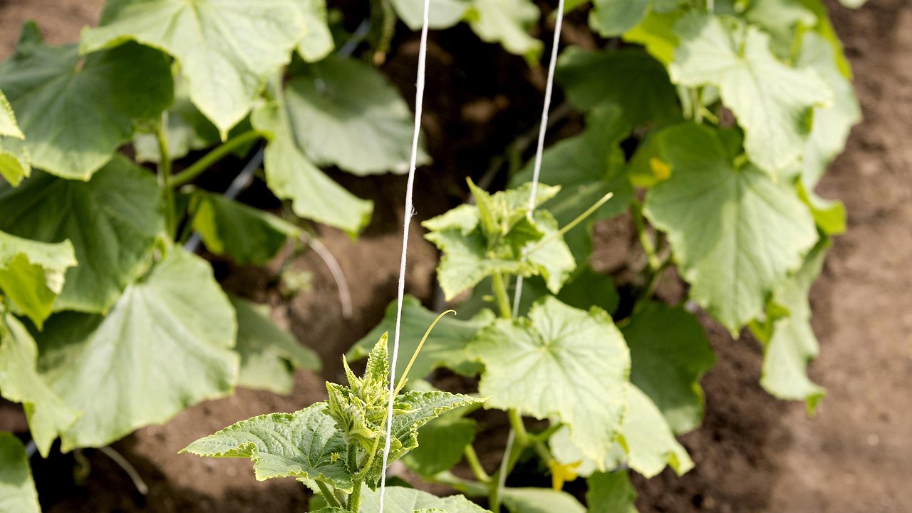 Главная картинка новости: Огурцам после высадки — идеально: поливаю «народной» подкормкой и от плодов аж тележка ломится