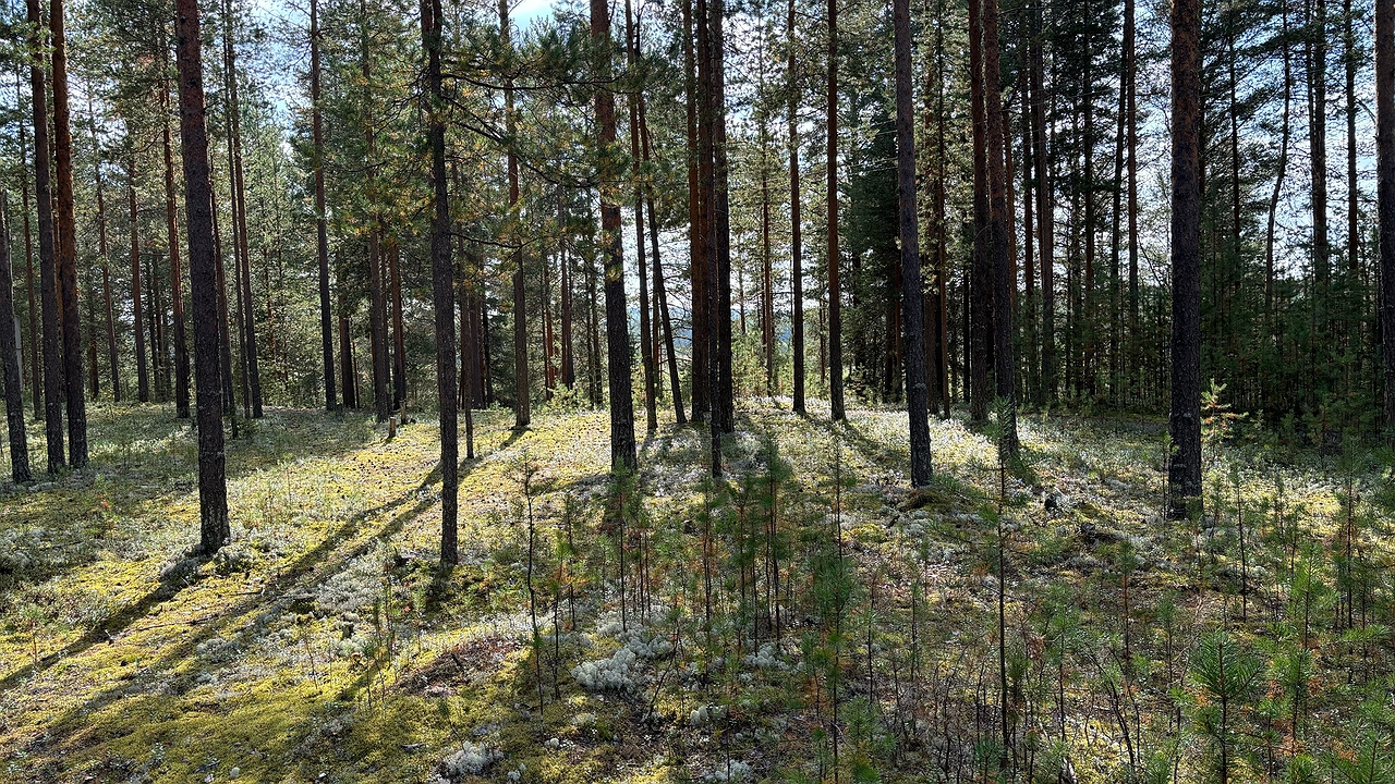 Главная картинка новости: За сбор популярной ягоды россиянам могут грозить штрафы