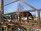 Коми покоряет Северную Пальмиру: юные всадники триумфально дебютировали на окружных соревнованиях