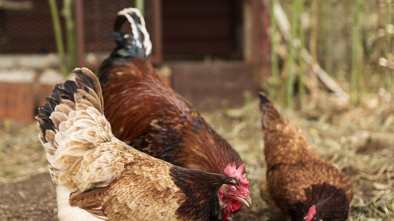Главная картинка новости: Вши с кур убегут роняя штаны: закидываем 3 веточки в курятник — и облысение несушкам не грозит