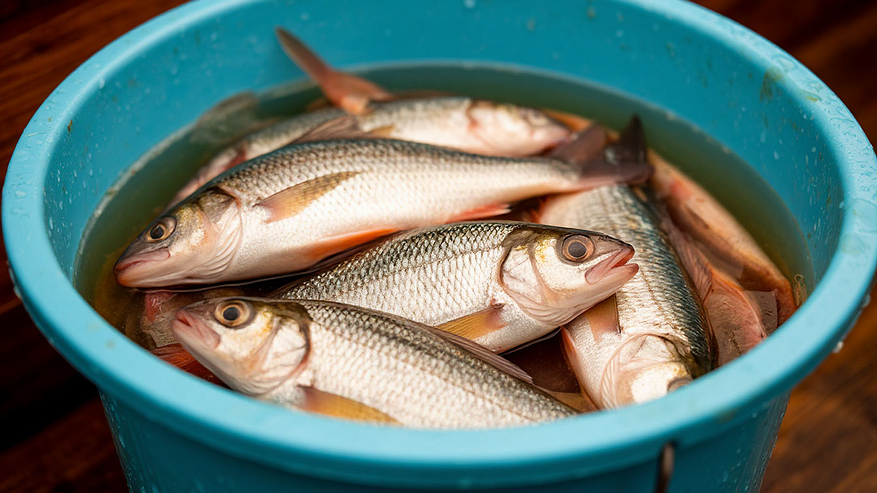 Главная картинка новости: За жабры не оттащишь: эту насадку обожают карась, лещ, плотва — ждите большого улова