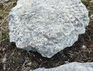 Геологи Коми заглянули вглубь веков: первые находки полевого сезона впечатляют