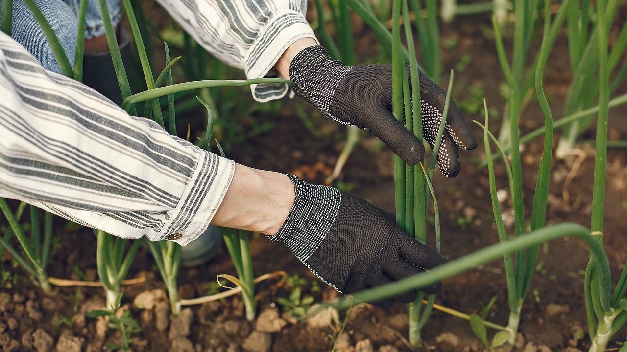 Главная картинка новости: Посыпала на грядку в начале июня — и луковой мухи нет все лето: на луке ни единого желтого перышка за сезон