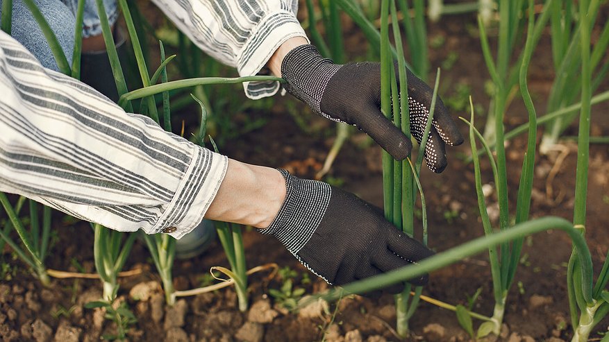 Главная картинка новости: Посыпала на грядку в начале июня — и луковой мухи нет все лето: на луке ни единого желтого перышка за сезон