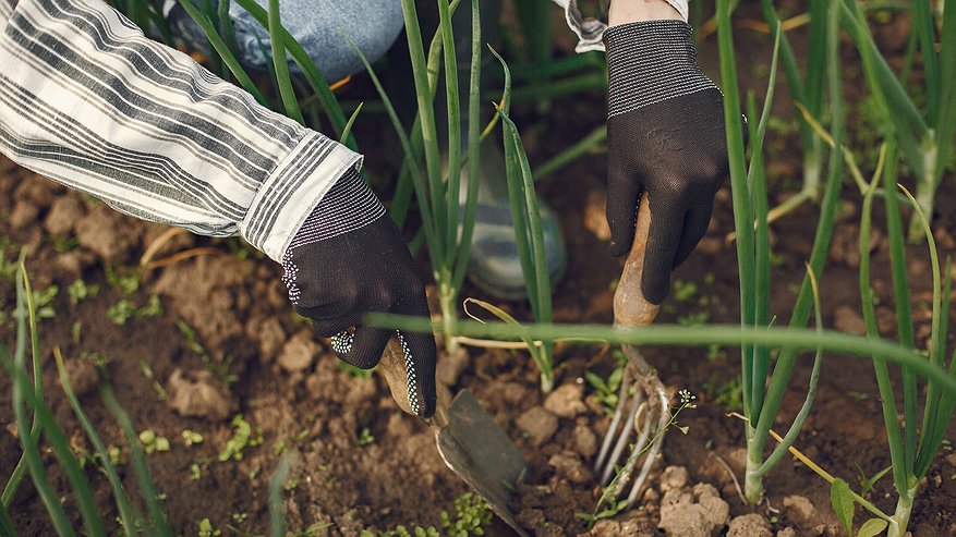 Главная картинка новости: Чтобы лук не пошел в стрелку — крайне важно: 50 гр. на ведро — и луковицы крупные, а перья нежные как облачко