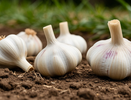До 16 июня чесноку — непременно: 40 мл в воду — и головки вырастут размером с арбуз, крупными, ядреными и сочными