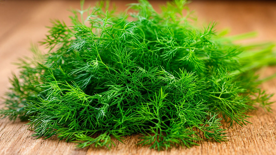 Главная картинка новости: Укроп ращу лишь так - бабушкин метод: станет густым и сочным всего за 3 дня