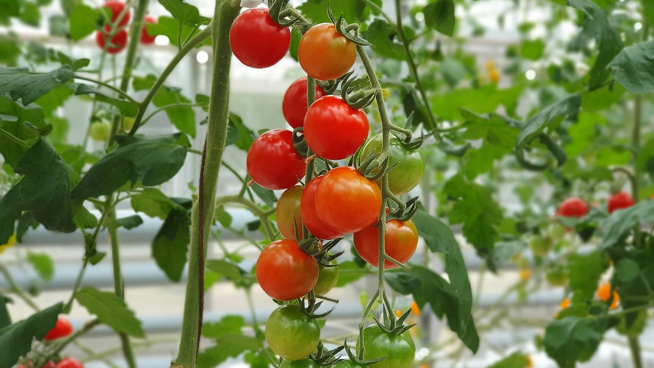 Главная картинка новости: При первых цветках на томатах — сразу: ложку в ведро — кисти пойдут одна за одной, завязей просто тьма