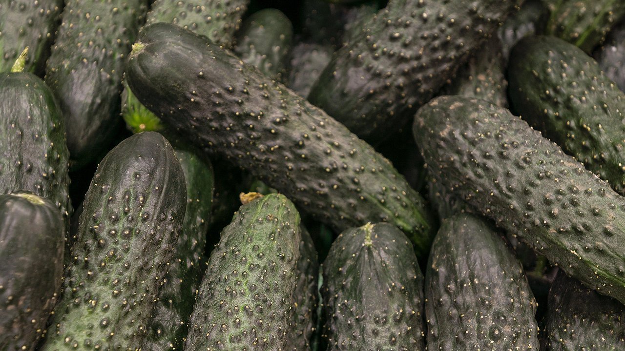 Главная картинка новости: Вместо золы и коровяка: как эффективно подкормить огурцы в июне