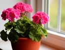 Лучше подкормки не придумать: регулярно удобряйте герань этим средством — зацветет прямо на глазах