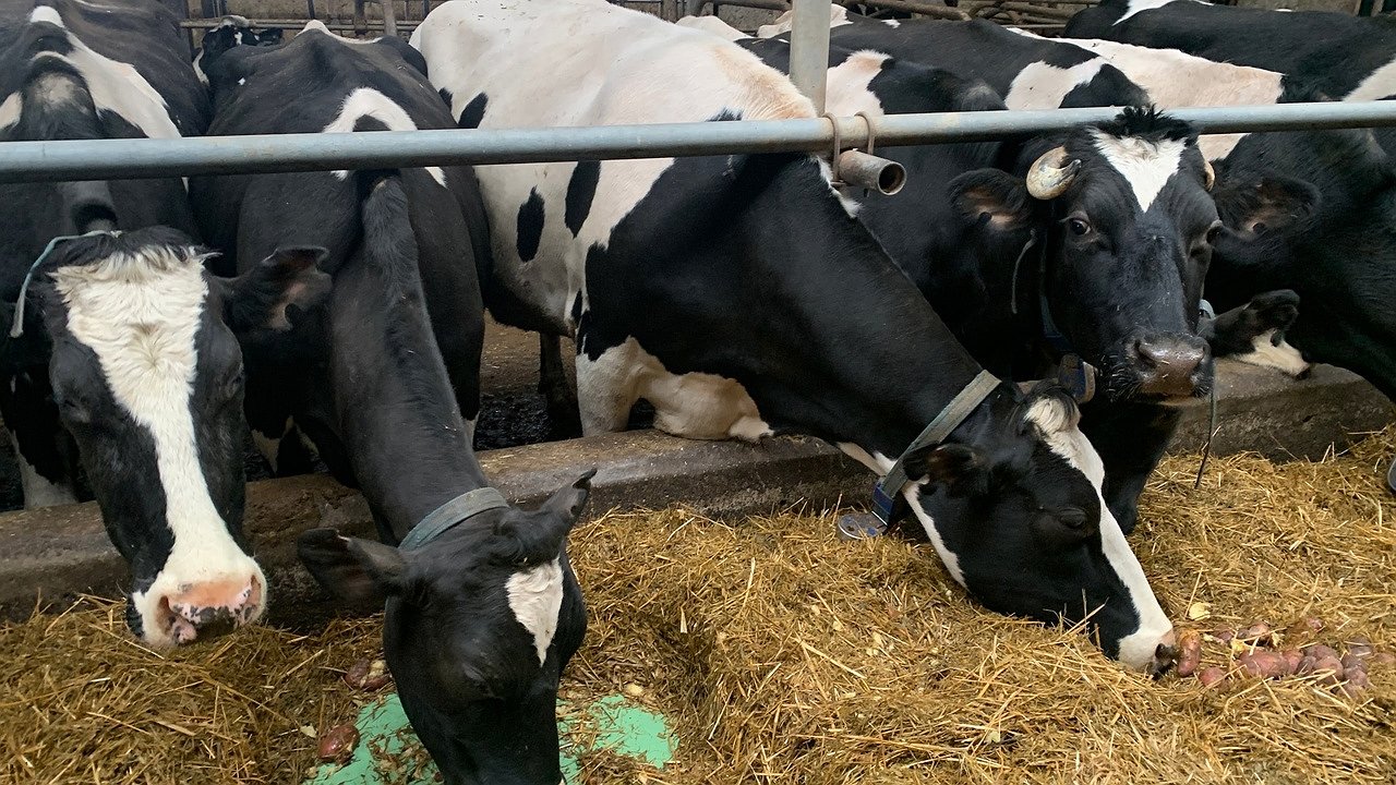 Главная картинка новости: В Коми идет строительство новой фермы