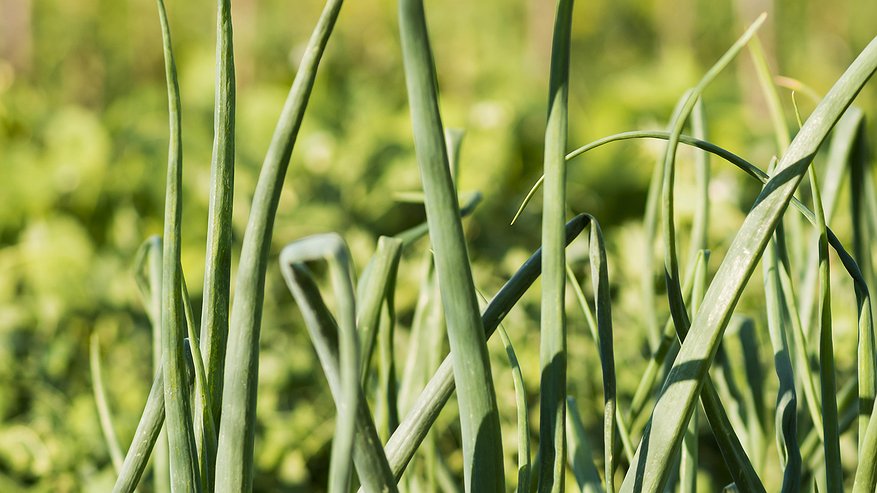 Главная картинка новости: Лью на лук и чеснок эту смесь — пожелтевшие перья зеленеют за 2 дня — мощное средство ставит "на ноги" даже самые вялые растения