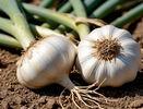 До 25 июня чесноку — непременно: 40 мл в воду — и головки вырастут размером с арбуз, крупными, ядреными и сочными