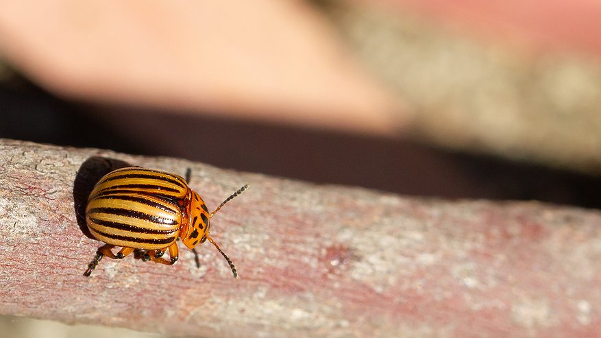 Главная картинка новости: Мучился с колорадским жуком больше 5 лет, пока не узнал эффективный метод — одна обработка обеспечивает удачный сезон