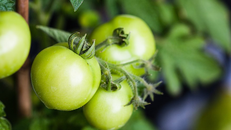 Главная картинка новости: Заметила цветущие томаты — сразу взяла лейку в руки: больше ни одного пустоцвета, только море женских цветов