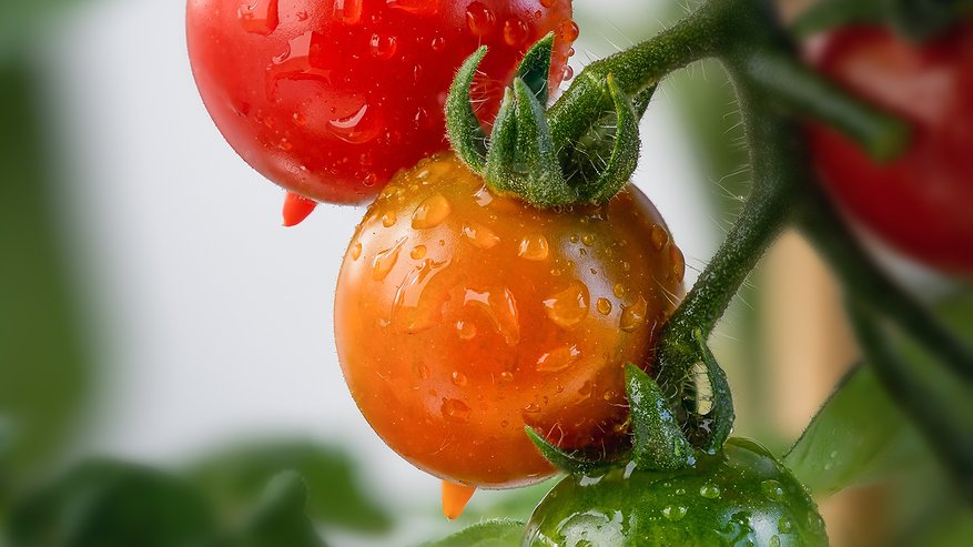 Главная картинка новости: У всех фитофтора, у меня – томатный рай: простой трюк с морозилкой и опрыскиванием дают здоровый и большой урожай