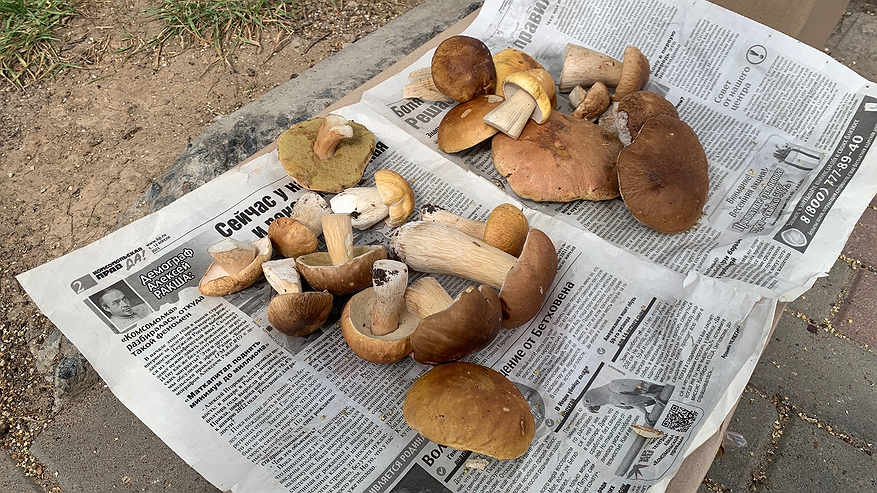 Главная картинка новости: Нужно ли снимать кожицы со шляпок маслят: запомните раз и навсегда
