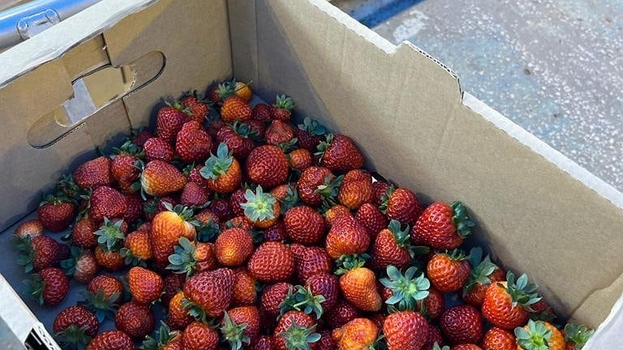 Главная картинка новости: Одна чайная ложка под куст: клубника завалит ягодами раньше срока