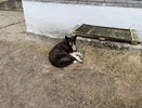 В Коми разоблачили схему с субсидией на собачий приют
