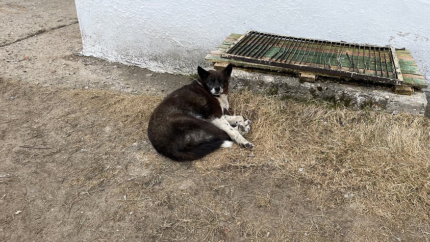 Главная картинка новости: В Коми разоблачили схему с субсидией на собачий приют