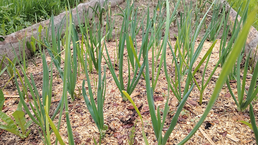 Главная картинка новости: С 23 июня пожелтевшему луку – рекомендовано: смешиваем 4 ингредиента – и собираем урожай мешками