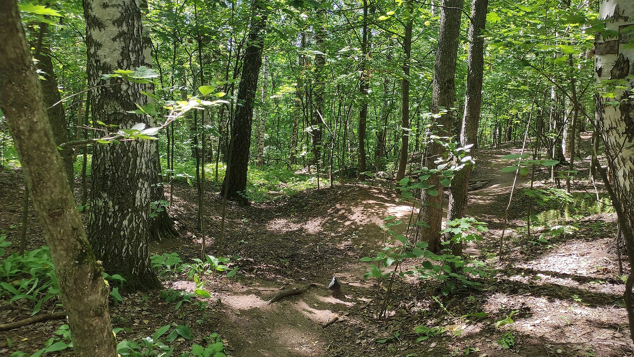 Главная картинка новости: Коми в зоне риска: клещи атакуют - 642 укуса за неделю 