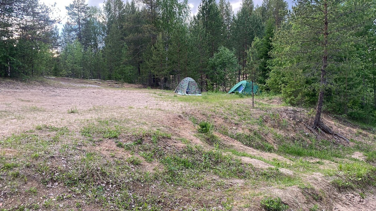 Главная картинка новости: В Коми проведут отстрел медведей