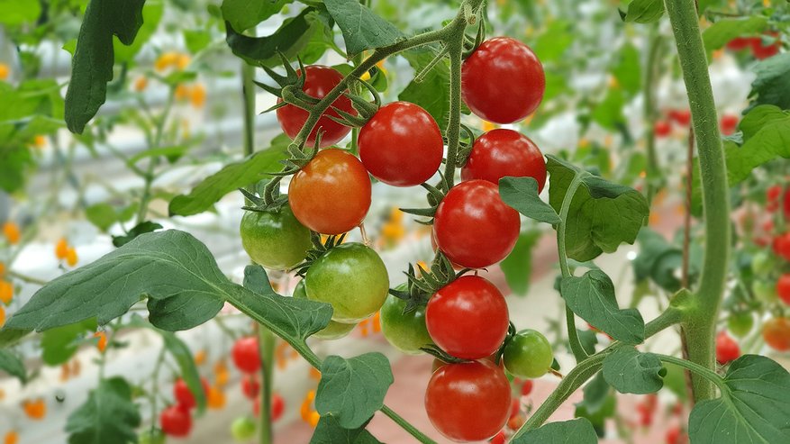 Главная картинка новости: Собираю нижние листья томатов в банку с водой всего на 3 дня: готовлю средство лучше любого стимулятора роста