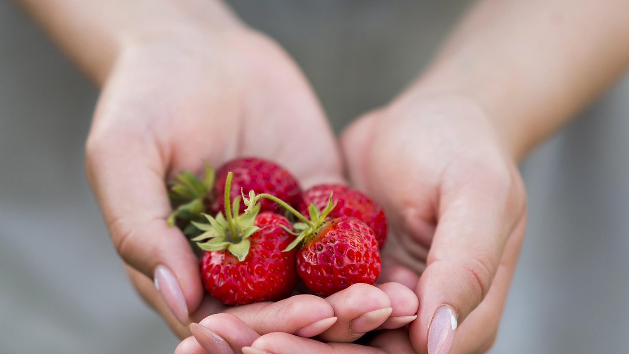 Главная картинка новости: Возрождаю старую клубнику без пересадки - 5 простых действий которые вернут силу истощенным кустам