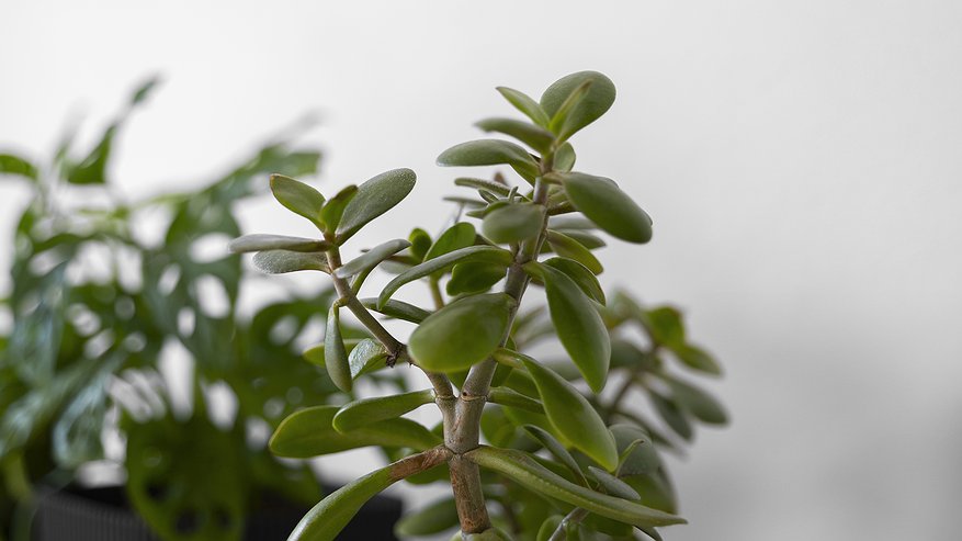 Главная картинка новости: Готовьте быстрее кошельки: вот куда нужно поставить денежное дерево, чтобы оно привлекало в дом богатство