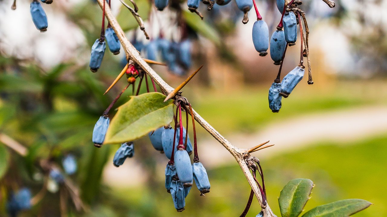 Главная картинка новости: После сбора жимолости: 1 горсть в приствольный круг! Следующим летом снимете ягоды-богатыри — размером с большой виноград