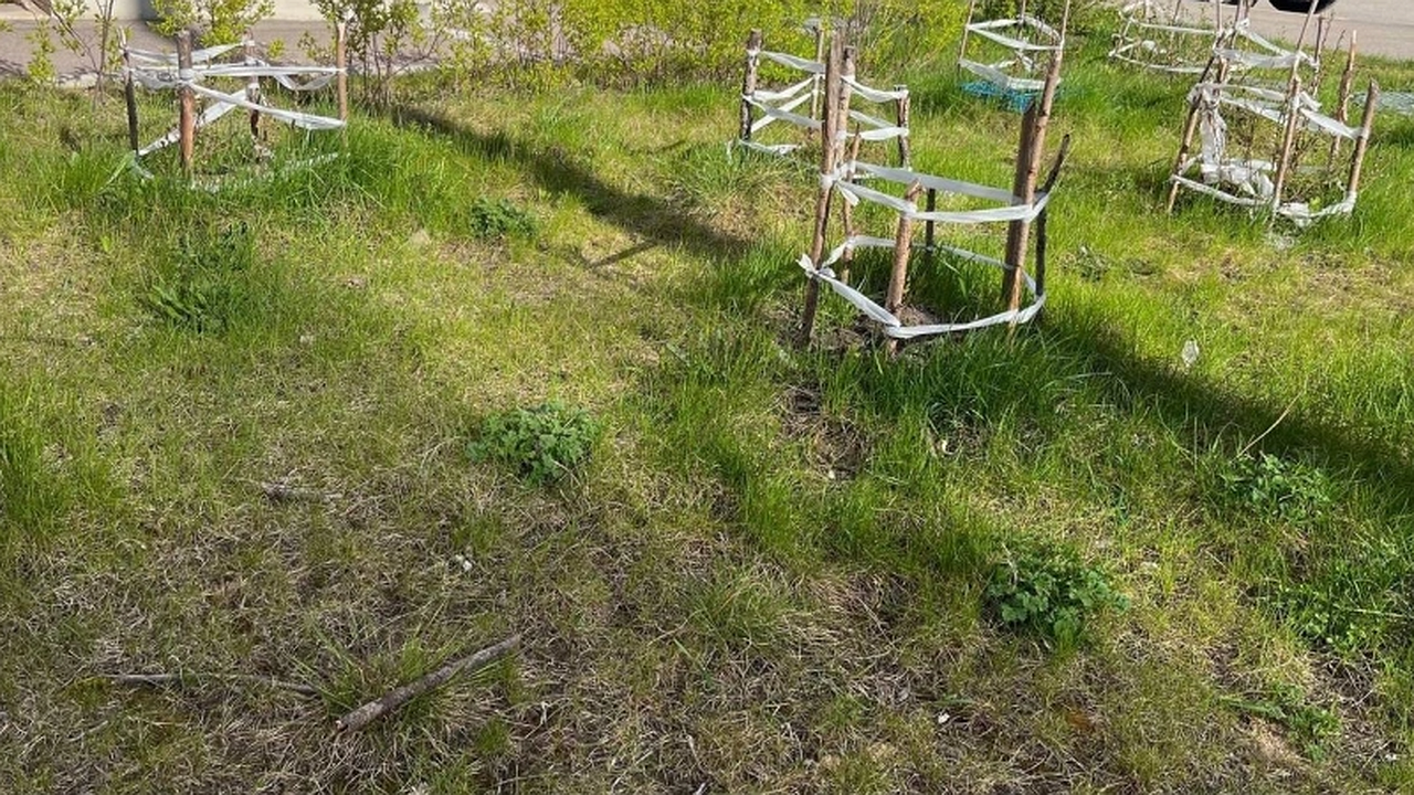 Главная картинка новости: Никогда не сажайте эти 3 дерева в саду около дома - отнимают удачу и энергию, и приносят большие беды