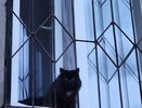 В Коми пьяный мужчина жестоко убил кошку на глазах у детей
