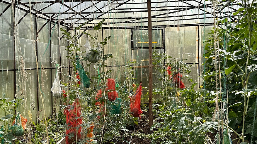 Главная картинка новости: Соседка научила поливать помидоры йодом. Теперь завязи появляются хоть в 35-градусную жару, хоть в жесткий холод