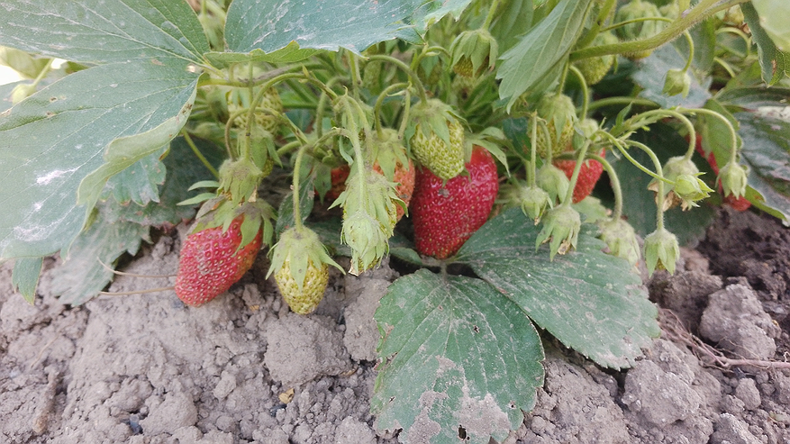 Главная картинка новости: Как омолаживать клубнику, чтобы урожай был крупнее и обильнее: советы опытного садовода по деликатному уходу