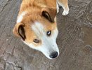 В Республике Коми обнаружили кладбище домашних животных: полиция проводит проверку