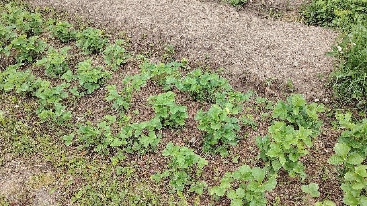 Главная картинка новости: Рассыпала это по участку, и муравьи убежали навсегда — натуральный метод и мощный кладезь